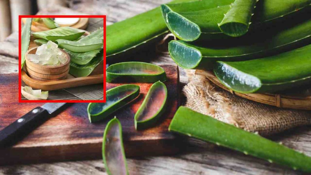 Benefits Of Aloe vera