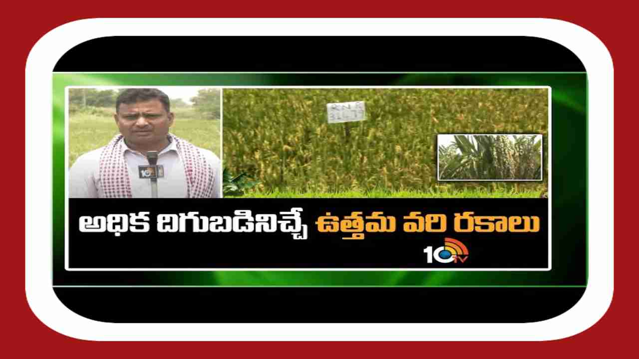 High Yielding Rice Varieties : అధిక దిగుబడినిస్తున్న వరి రకాలు.. కె.ఎస్.పి – 6251 , ఎంటియు – 1224 High Yielding Rice Varieties : అధిక దిగుబడినిస్తున్న వరి రకాలు.. కె.ఎస్.పి – 6251 , ఎంటియు – 1224