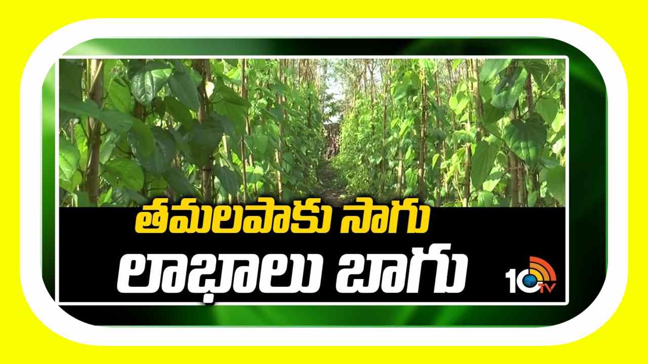 Betel Leaves Cultivation : తమలపాకు సాగుతో.. లాభాల పంట Betel Leaves Cultivation : తమలపాకు సాగుతో.. లాభాల పంట