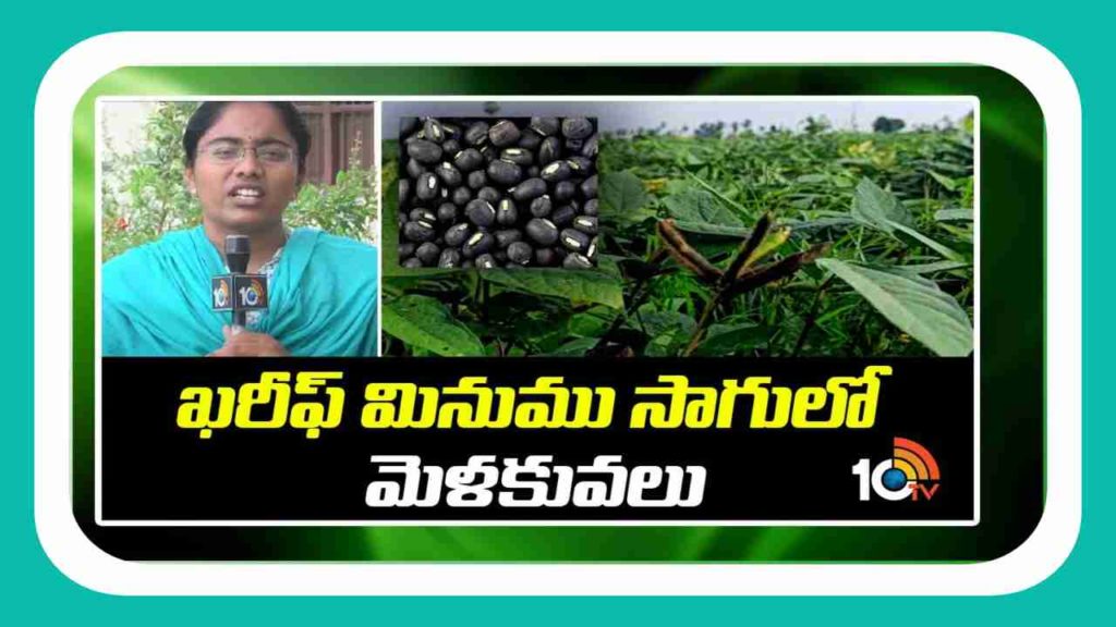 Blackgram Cultivation