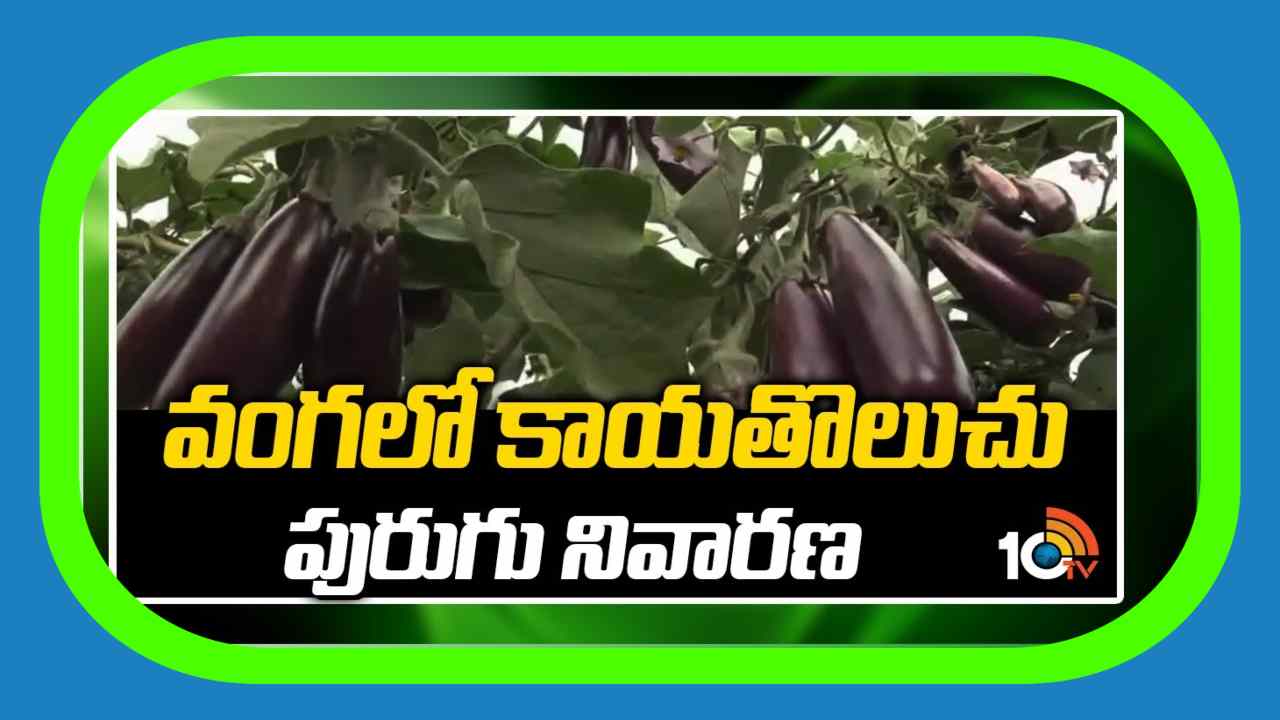 Brinjal Shoot Borer Control : వంగలో కాయతొలుచు పురుగు నివారణ Brinjal Shoot Borer Control : వంగలో కాయతొలుచు పురుగు నివారణ