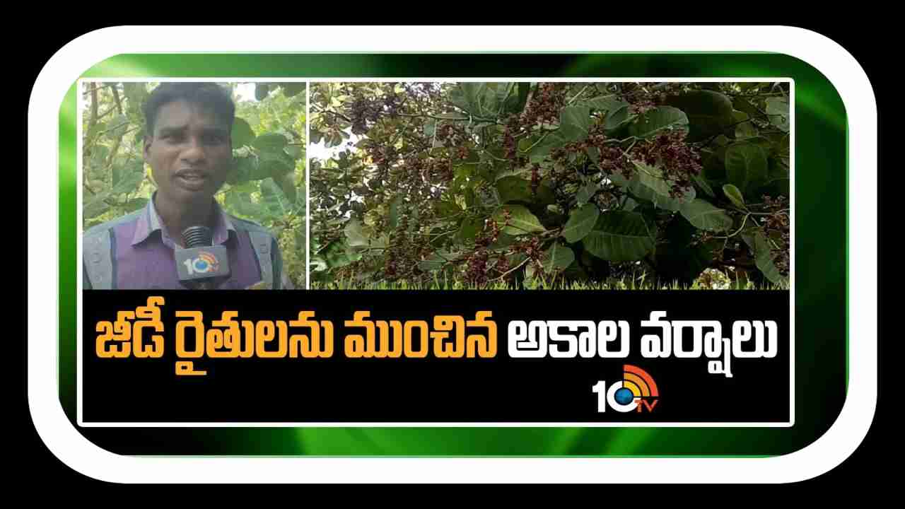 Cashew Cultivation : జీడి రైతులను ముంచిన అకాల వర్షాలు Cashew Cultivation : జీడి రైతులను ముంచిన అకాల వర్షాలు