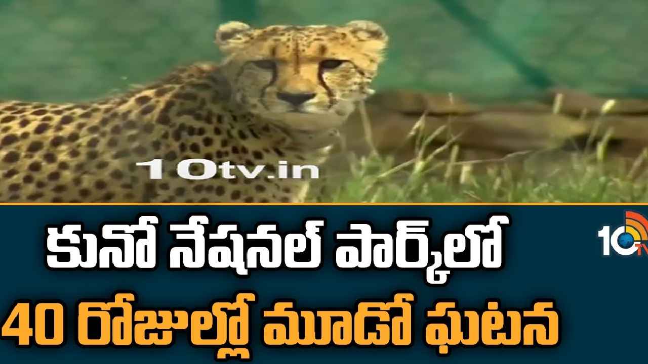 Cheetah Dies : మరో చీతా మృతి.. 40రోజుల వ్యవధిలో మూడో మరణం, ఎలా చనిపోయిందంటే.. Cheetah Dies : మరో చీతా మృతి.. 40రోజుల వ్యవధిలో మూడో మరణం, ఎలా చనిపోయిందంటే..