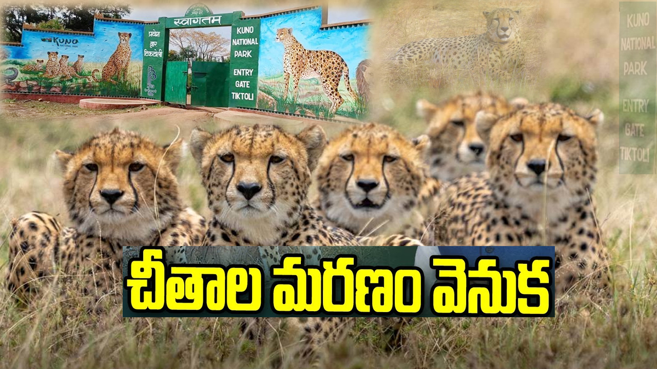 Cheetah Deaths : కునో నేషనల్ పార్కులో వరుసగా చీతాల మృతి.. చిరుతల మరణాలకు కారణమేంటి? Cheetah Deaths : కునో నేషనల్ పార్కులో వరుసగా చీతాల మృతి.. చిరుతల మరణాలకు కారణమేంటి?