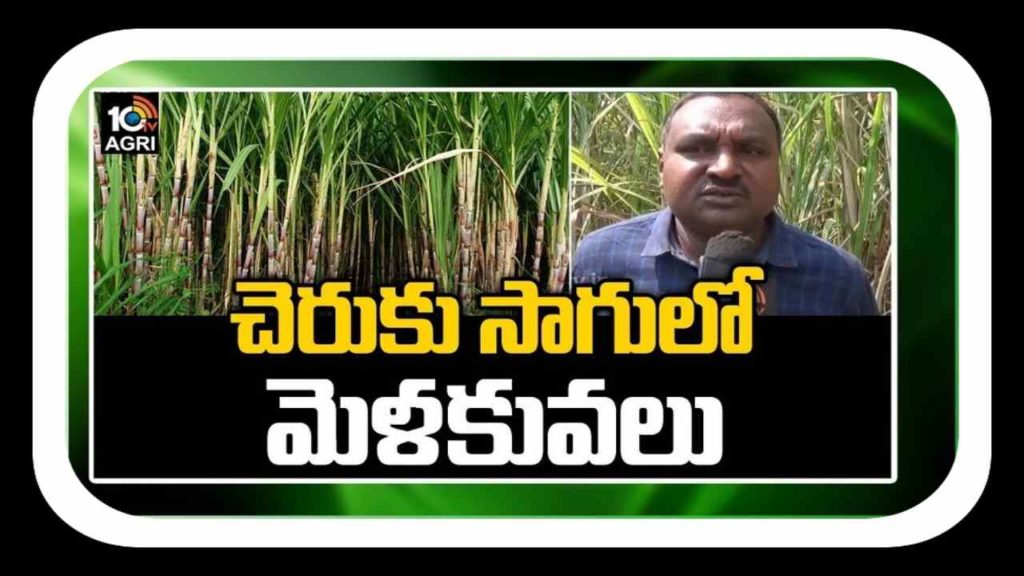 Cheruku Saagu