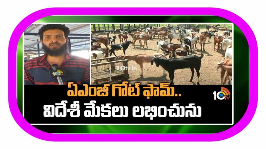 Commercial Goat Farming