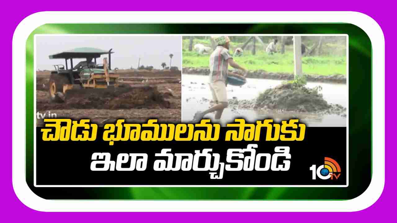 Convert fallow lands : చౌడు భూముల పునరుద్ధరణ.. జిప్సమ్, పచ్చిరొట్ట ఎరువులతో చౌడు నివారణ Convert fallow lands : చౌడు భూముల పునరుద్ధరణ.. జిప్సమ్, పచ్చిరొట్ట ఎరువులతో చౌడు నివారణ