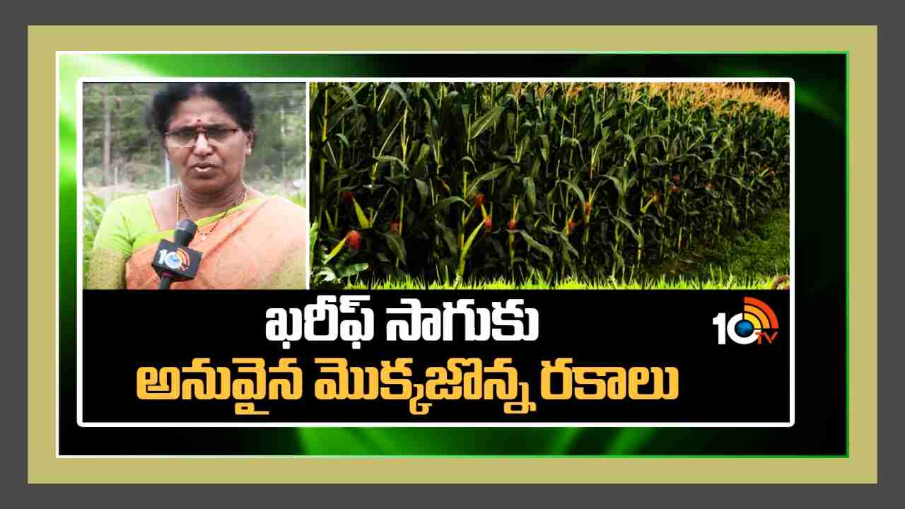 Corn Crop Cultivation : ఖరీఫ్ కు అనువైన మొక్కజొన్న రకాలు Corn Crop Cultivation : ఖరీఫ్ కు అనువైన మొక్కజొన్న రకాలు