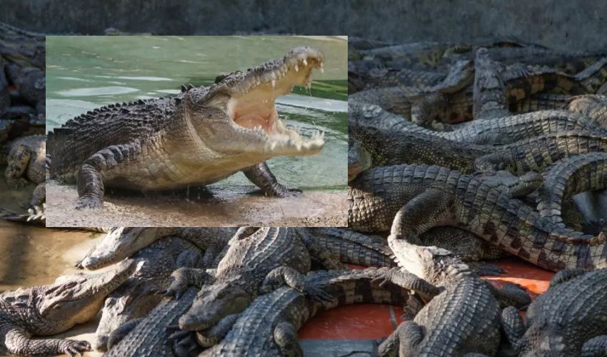 Crocodiles Attack 72 years Man