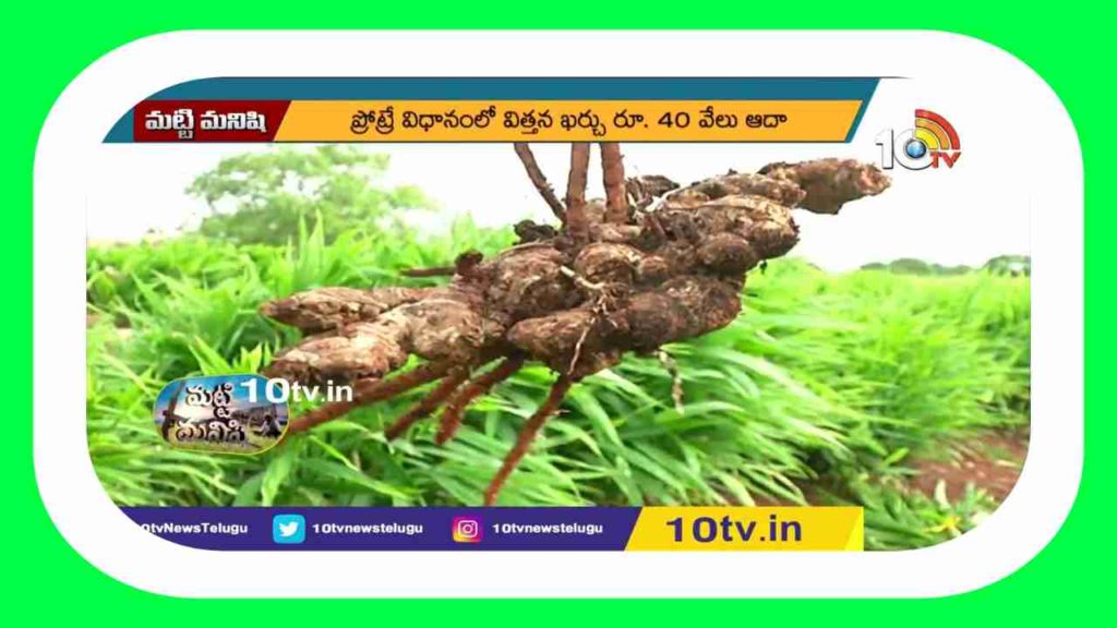 Cultivation of Ginger