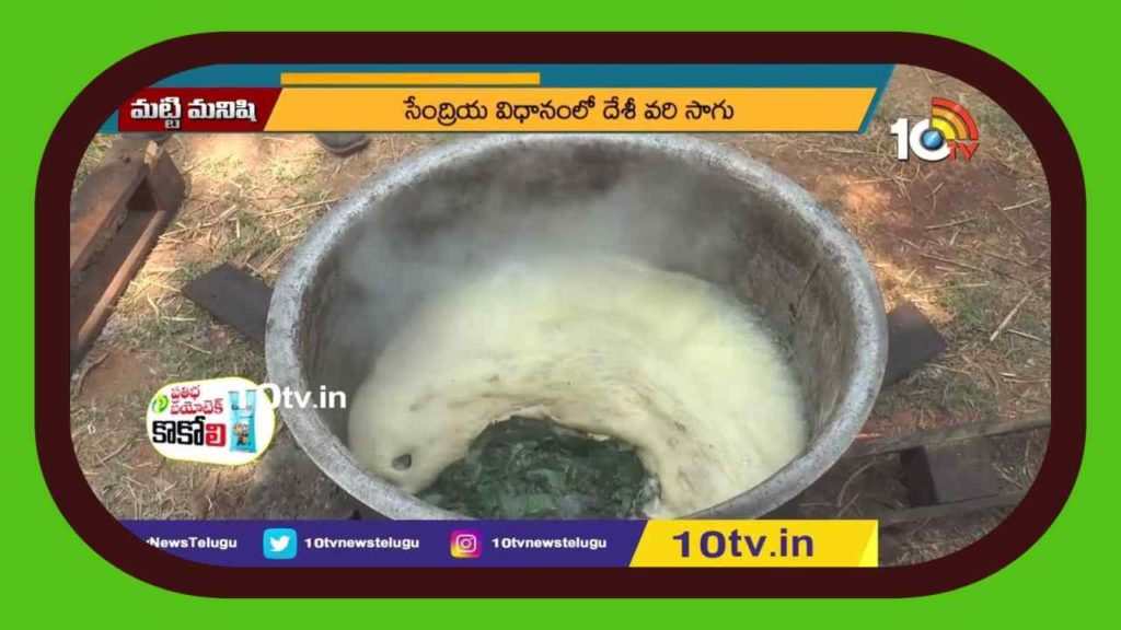 Cultivation of indigenous rice