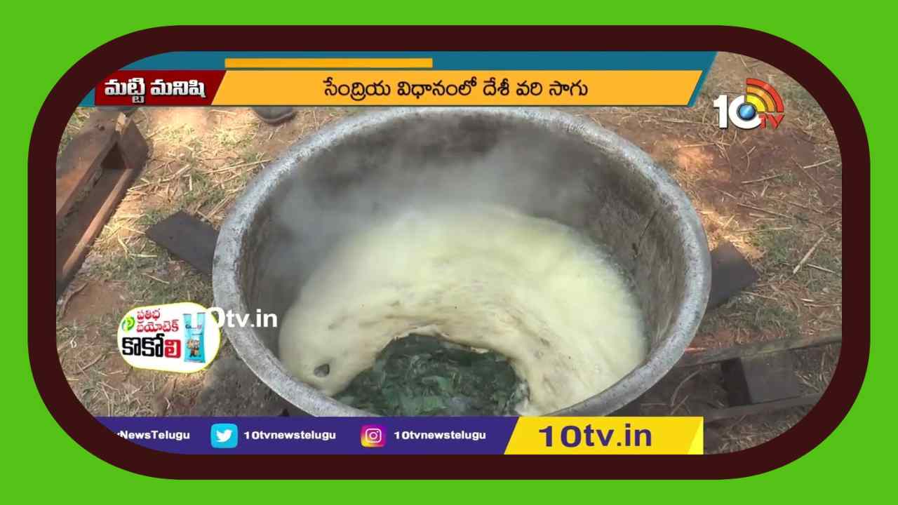 Cultivation Of Indigenous Rice : సేంద్రియ విధానంలో దేశీ వరి సాగు Cultivation Of Indigenous Rice : సేంద్రియ విధానంలో దేశీ వరి సాగు