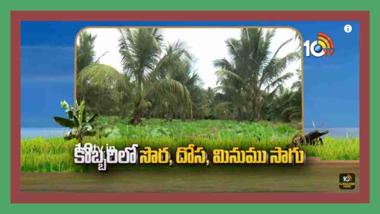 Intercropping In Coconut : కొబ్బరిలో దోస, సొర, మినుము పంటల సాగు.. అంతర పంటలతో అదనపు ఆదాయం Intercropping In Coconut : కొబ్బరిలో దోస, సొర, మినుము పంటల సాగు.. అంతర పంటలతో అదనపు ఆదాయం