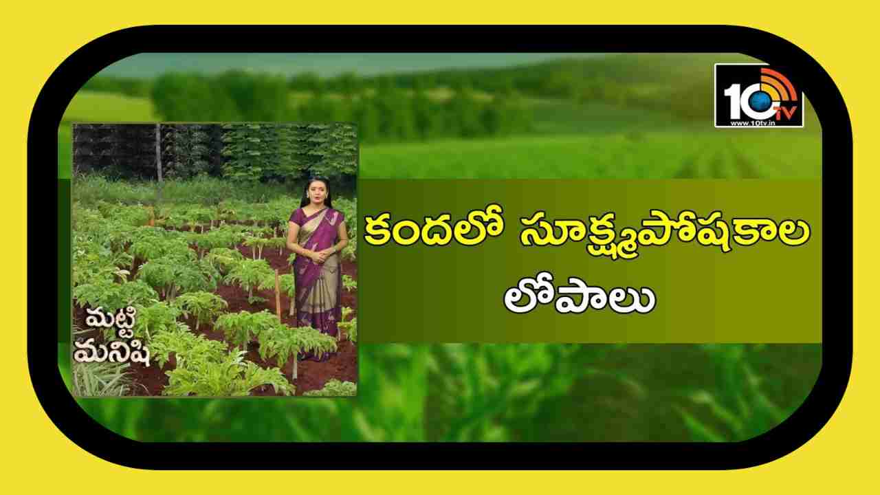 Disease Management : కందలో సూక్ష్మదాతు లోపం, చీడపీడల ఉధృతి.. నివారణకు శాస్త్రవేత్తల సూచనలు Disease Management : కందలో సూక్ష్మదాతు లోపం, చీడపీడల ఉధృతి.. నివారణకు శాస్త్రవేత్తల సూచనలు