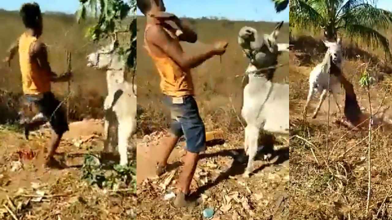 Viral Video : బాబోయ్.. ప్రతీకారం తీర్చుకున్న గాడిద.. తనను తీవ్రంగా కొట్టి హింసించిన యువకుడికి ఆ గాడిద ఎలా బుద్ధి చెప్పిందో చూడండి Viral Video : బాబోయ్.. ప్రతీకారం తీర్చుకున్న గాడిద.. తనను తీవ్రంగా కొట్టి హింసించిన యువకుడికి ఆ గాడిద ఎలా బుద్ధి చెప్పిందో చూడండి