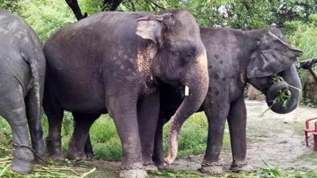 Elephants Attack : కుప్పంలో ఏనుగుల దాడిలో ఒకే రోజు ఇద్దరు మృతి Elephants Attack : కుప్పంలో ఏనుగుల దాడిలో ఒకే రోజు ఇద్దరు మృతి