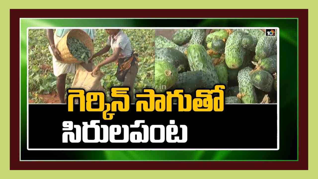 Gherkin Cultivation : గెర్కిన్స్ సాగు.. లక్షల్లో ఆదాయం Gherkin Cultivation : గెర్కిన్స్ సాగు.. లక్షల్లో ఆదాయం