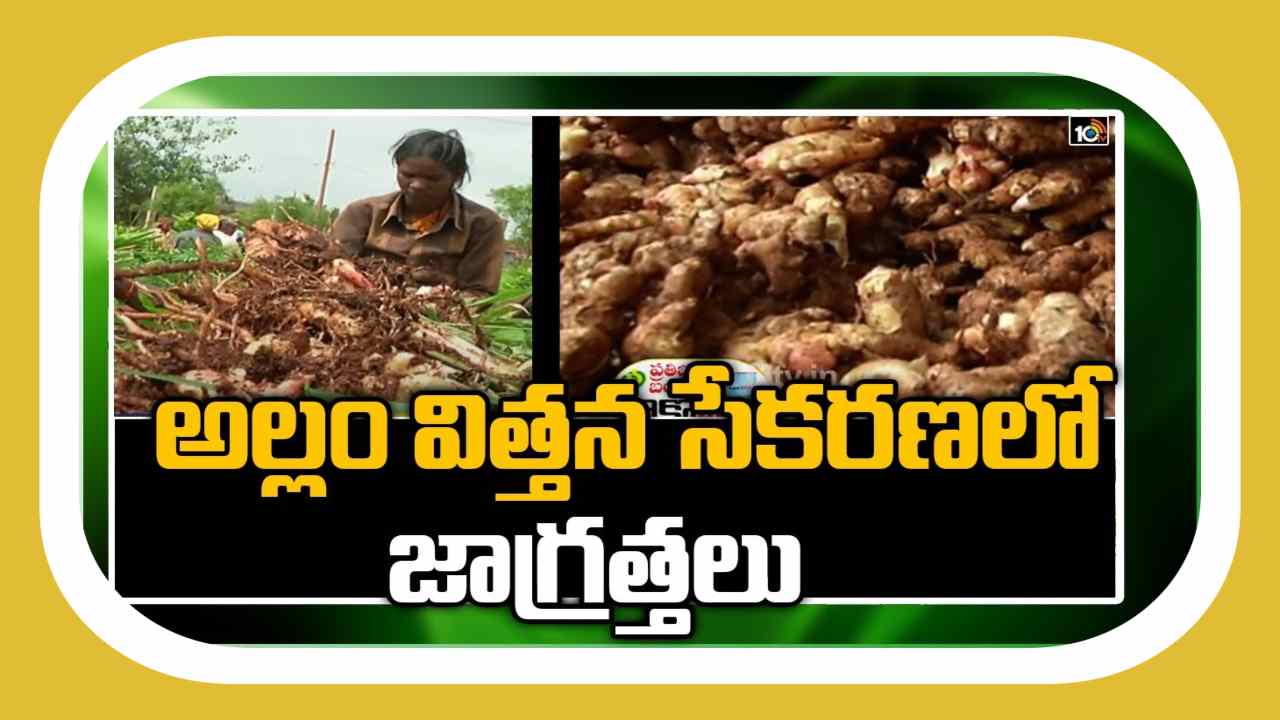 Ginger Seed Collection : అల్లం విత్తన సేకరణలో జాగ్రత్తలు Ginger Seed Collection : అల్లం విత్తన సేకరణలో జాగ్రత్తలు