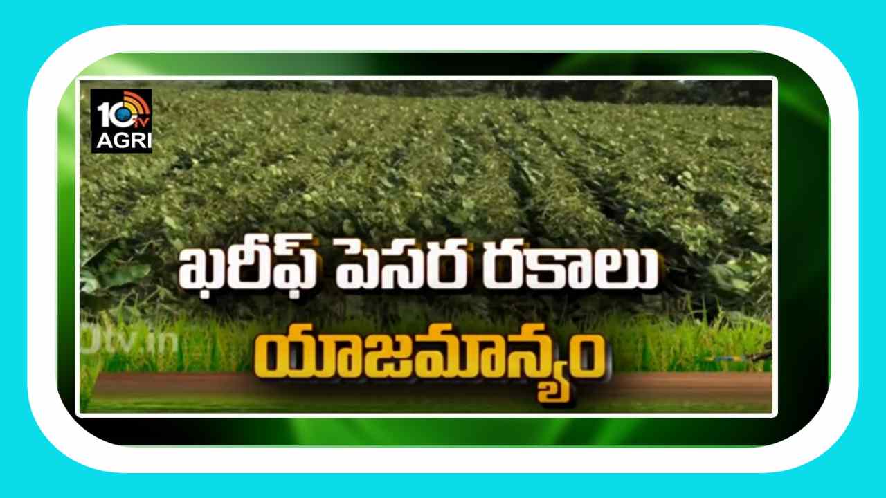 Green Gram Cultivation : ఖరీఫ్ పెసర రకాలు.. సాగులో మెళకువలు Green Gram Cultivation : ఖరీఫ్ పెసర రకాలు.. సాగులో మెళకువలు
