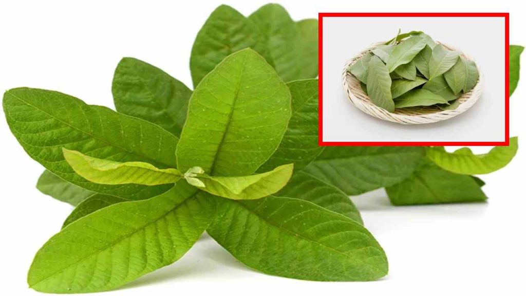 Guava leaves