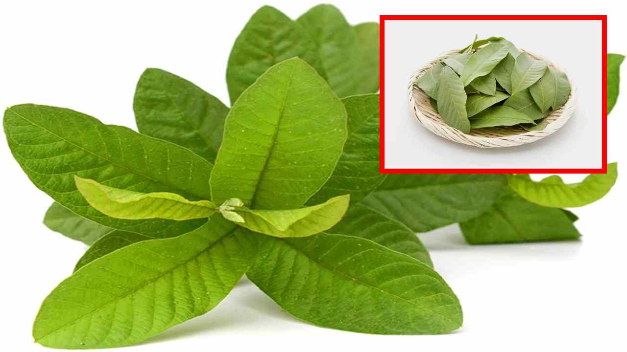 Toothache : ఈ అద్భుతమైన ఆకు సహాయంతో పంటి నొప్పిని పొగొట్టుకోండి ! Toothache : ఈ అద్భుతమైన ఆకు సహాయంతో పంటి నొప్పిని పొగొట్టుకోండి !