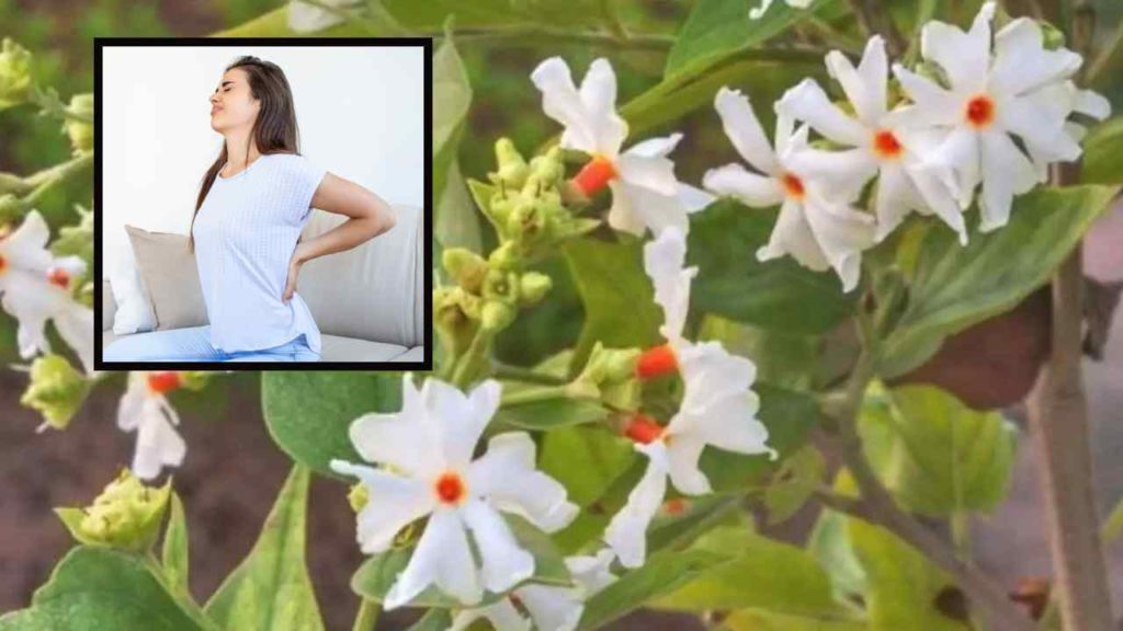 Harshringar leaves to fight sciatica