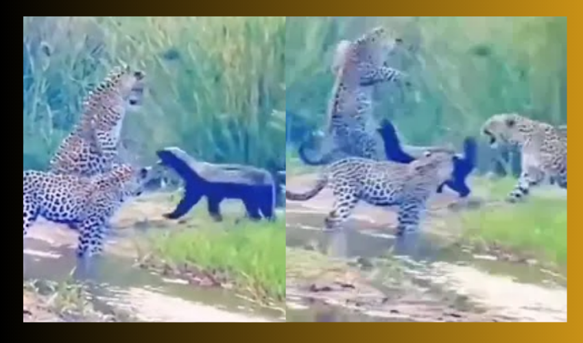Honey Badger Fights Leopards