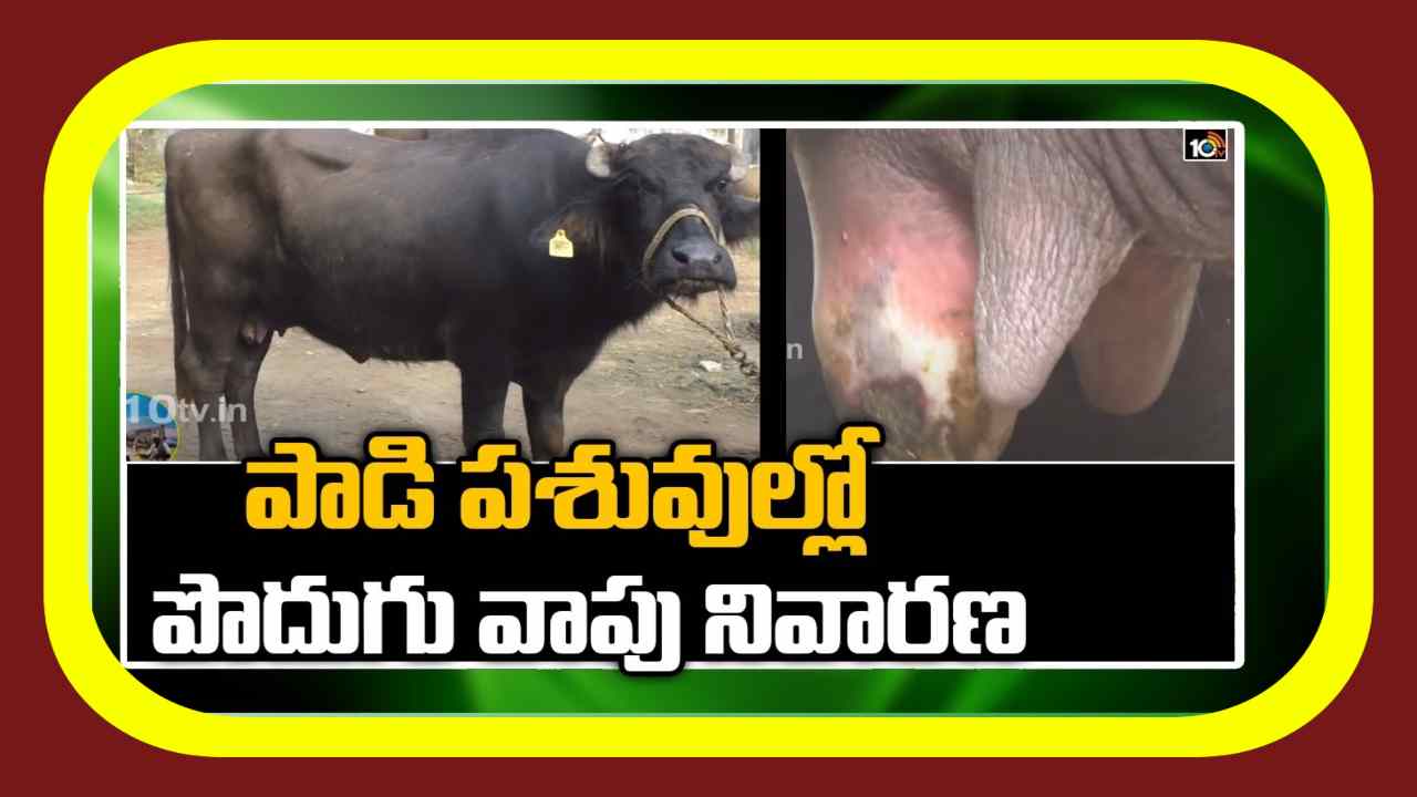 Inflammation In Cattle : పశువుల్లో పొదుగువాపును అరికట్టే చర్యలు Inflammation In Cattle : పశువుల్లో పొదుగువాపును అరికట్టే చర్యలు