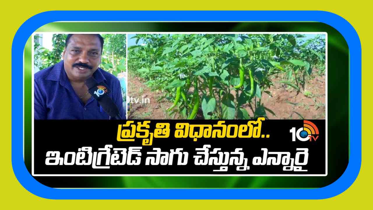 Integrated Cultivation : ప్రకృతి విధానంలో.. ఇంటిగ్రేటెడ్ సాగు చేస్తున్న ఎన్నారై Integrated Cultivation : ప్రకృతి విధానంలో.. ఇంటిగ్రేటెడ్ సాగు చేస్తున్న ఎన్నారై