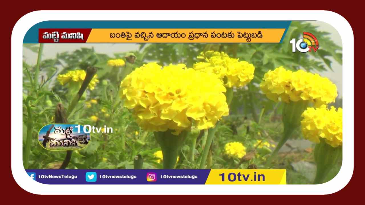 Intercrop In Papaya : బొప్పాయిలో అంతర పంటగా బంతి సాగు Intercrop In Papaya : బొప్పాయిలో అంతర పంటగా బంతి సాగు