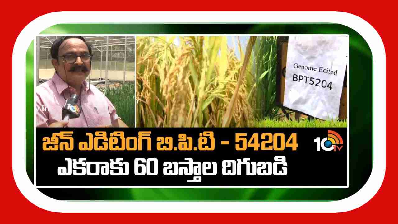 Jean Editing BPT : జీన్ ఎడిటింగ్ బి.పి.టి 5204.. ఎకరాకు 60 బస్తాల దిగుబడి Jean Editing BPT : జీన్ ఎడిటింగ్ బి.పి.టి 5204.. ఎకరాకు 60 బస్తాల దిగుబడి