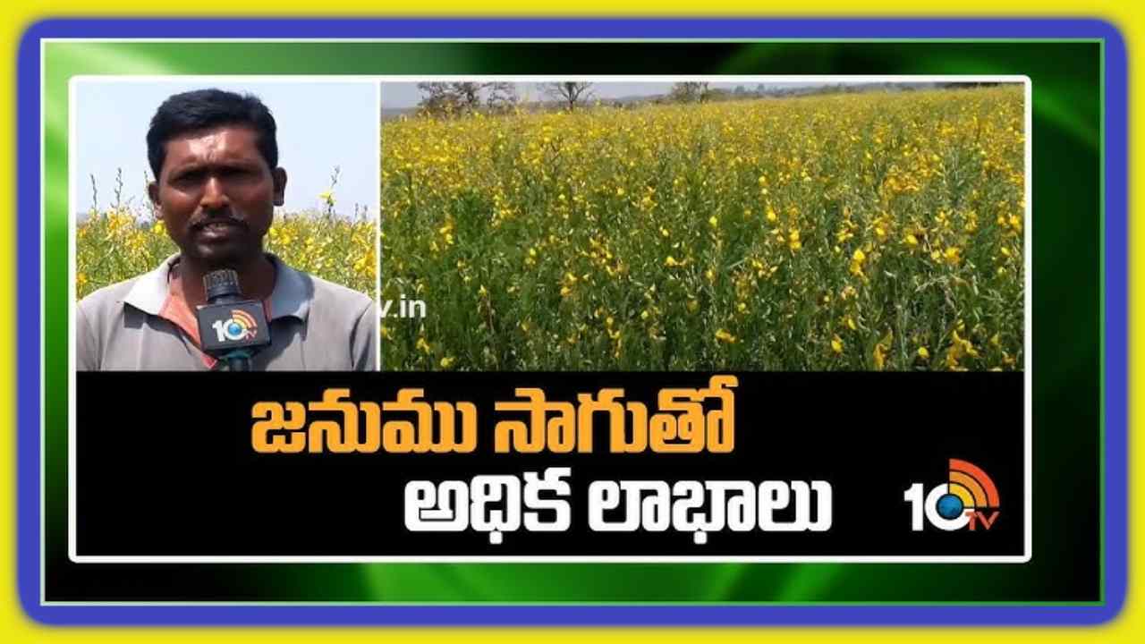Jute Cultivation : రూపాయి పెట్టుబడి లేదు.. లాభాలు మాత్రం సూపర్.. Jute Cultivation : రూపాయి పెట్టుబడి లేదు.. లాభాలు మాత్రం సూపర్..
