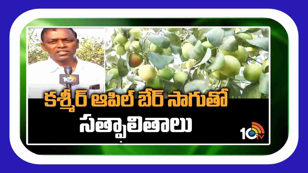 Apple Ber Cultivation : సంప్రదాయ పంటల స్థానంలో కాశ్మీర్ యాపిల్ బేర్ సాగు Apple Ber Cultivation : సంప్రదాయ పంటల స్థానంలో కాశ్మీర్ యాపిల్ బేర్ సాగు