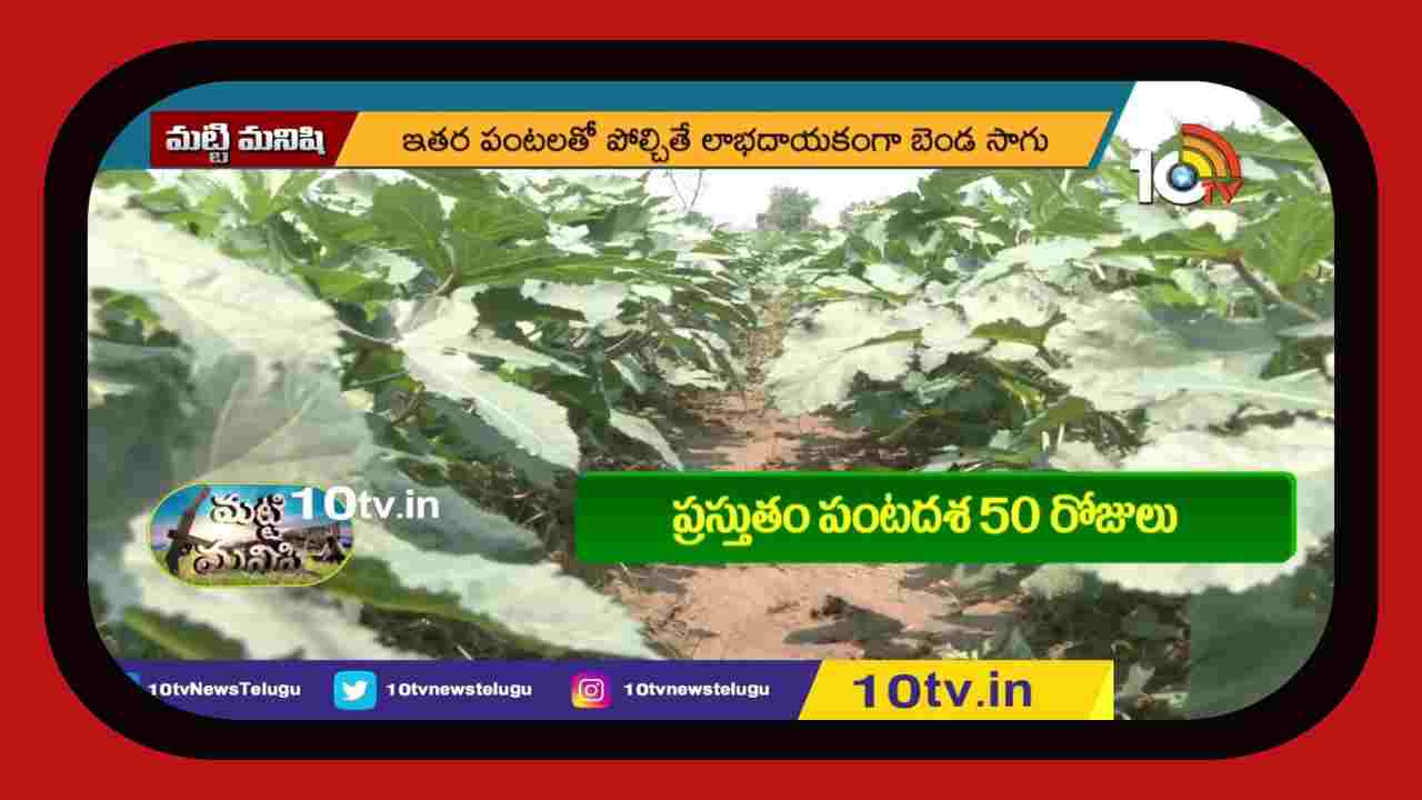 Lady Finger Cultivation : 2 ఎకరాల్లో బెండసాగు.. 3 నెలల్లో రూ. 2 లక్షల ఆదాయం Lady Finger Cultivation : 2 ఎకరాల్లో బెండసాగు.. 3 నెలల్లో రూ. 2 లక్షల ఆదాయం