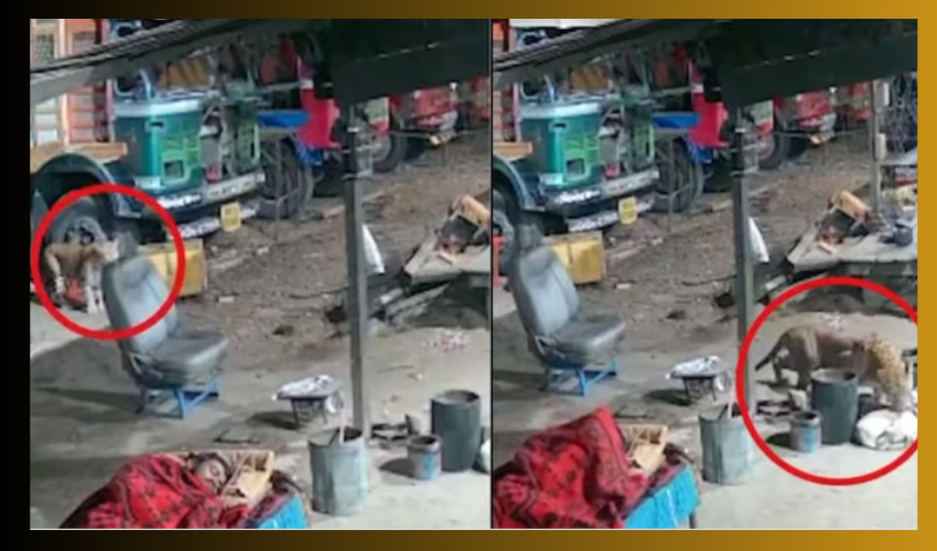 Leopard Attacks Dog : ఓర్నాయనో .. చావు పక్కకొచ్చి పలకరించిపోయింది భయ్యా.. Leopard Attacks Dog : ఓర్నాయనో .. చావు పక్కకొచ్చి పలకరించిపోయింది భయ్యా..