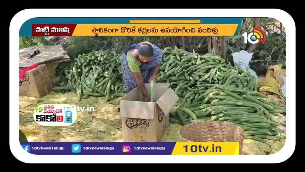 Luffa Cultivation