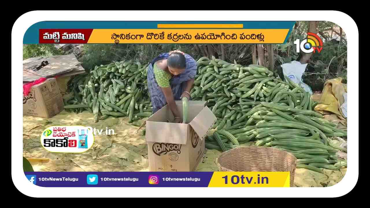 Luffa Cultivation : బీరసాగుతో లాభల పంట Luffa Cultivation : బీరసాగుతో లాభల పంట