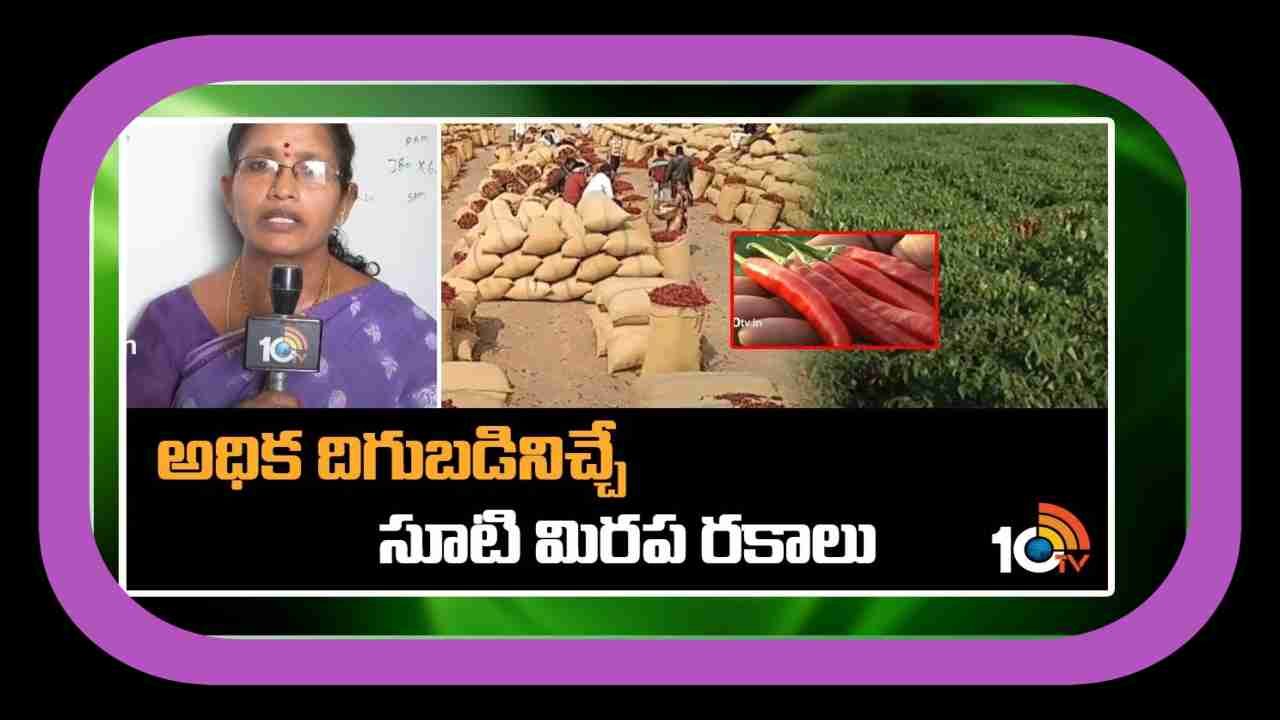 Hybrid Chili Varieties : మిరపలో హైబ్రిడ్ లకు దీటుగా సూటిరకాలు.. అధిక దిగుబడులిస్తున్నలాంఫాం రకాలు Hybrid Chili Varieties : మిరపలో హైబ్రిడ్ లకు దీటుగా సూటిరకాలు.. అధిక దిగుబడులిస్తున్నలాంఫాం రకాలు