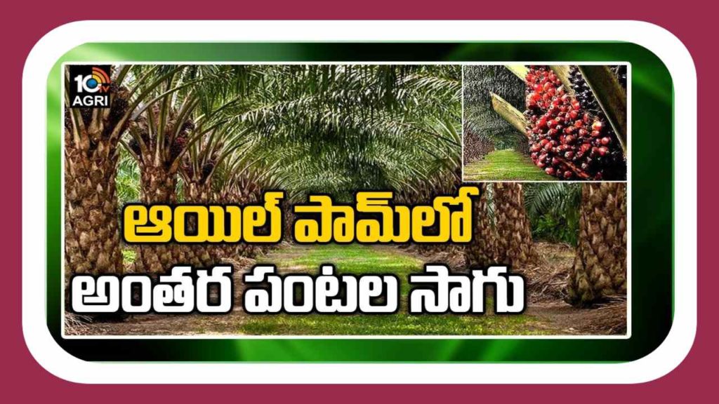 Multi Cropping In Oil Plam Cultivation