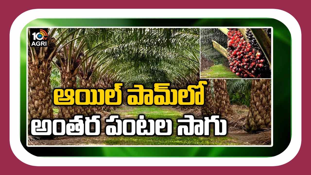Multi Cropping In Oil Plam : ఆయిల్ పామ్ లో అంతరపంటగా కోకో, వక్కసాగు Multi Cropping In Oil Plam : ఆయిల్ పామ్ లో అంతరపంటగా కోకో, వక్కసాగు