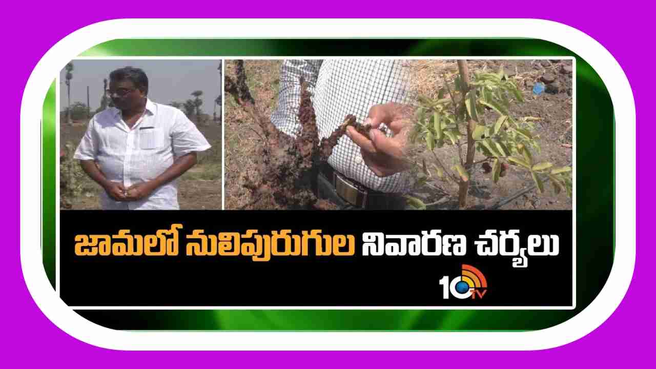 Nematodes Control : జామతోటలకు నులి పురుగుల వల్ల తీవ్ర నష్టం.. నివారణకు శాస్త్రవేత్తల సూచనలు Nematodes Control : జామతోటలకు నులి పురుగుల వల్ల తీవ్ర నష్టం.. నివారణకు శాస్త్రవేత్తల సూచనలు