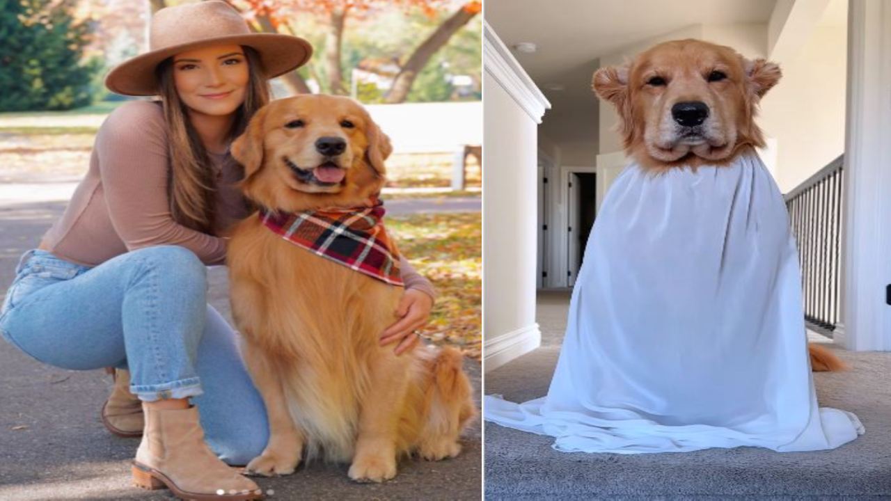 Golden Retriever : యాడ్స్తో కోట్లు సంపాదిస్తున్న డాగ్ Golden Retriever : యాడ్స్తో కోట్లు సంపాదిస్తున్న డాగ్