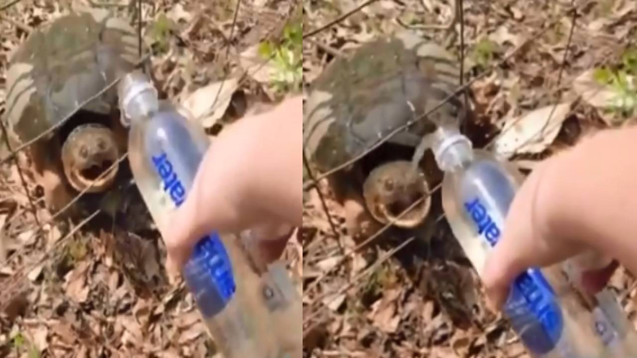 Turtle attack on woman : మహిళపైకి భయంకరంగా దాడి చేసిన తాబేలు Turtle attack on woman : మహిళపైకి భయంకరంగా దాడి చేసిన తాబేలు