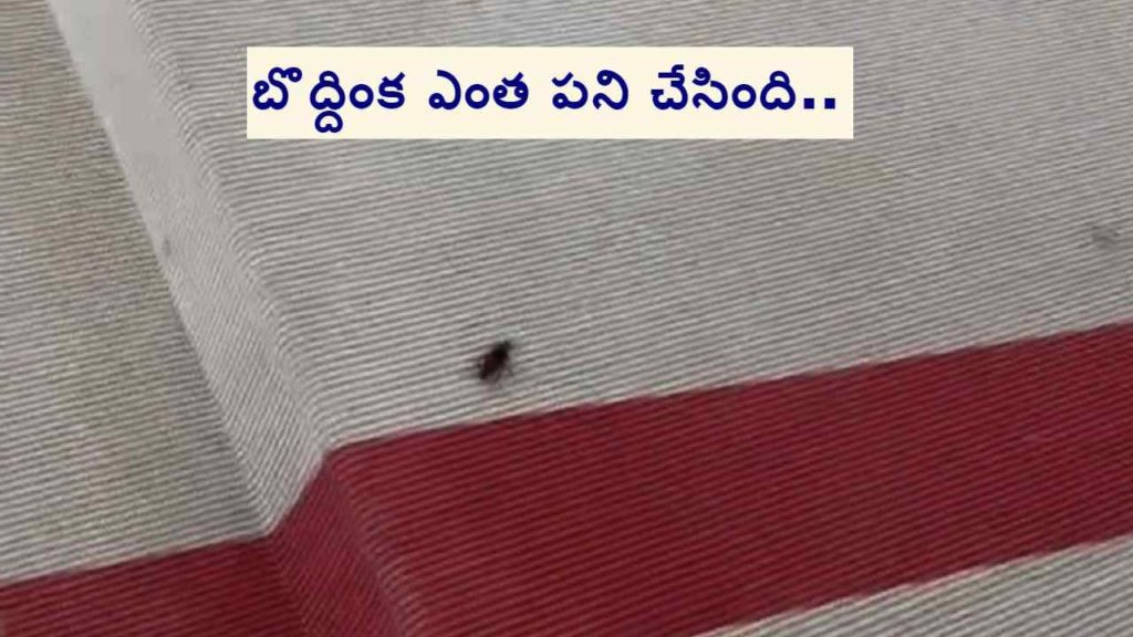 A cockroach has arrived at the #MetGala