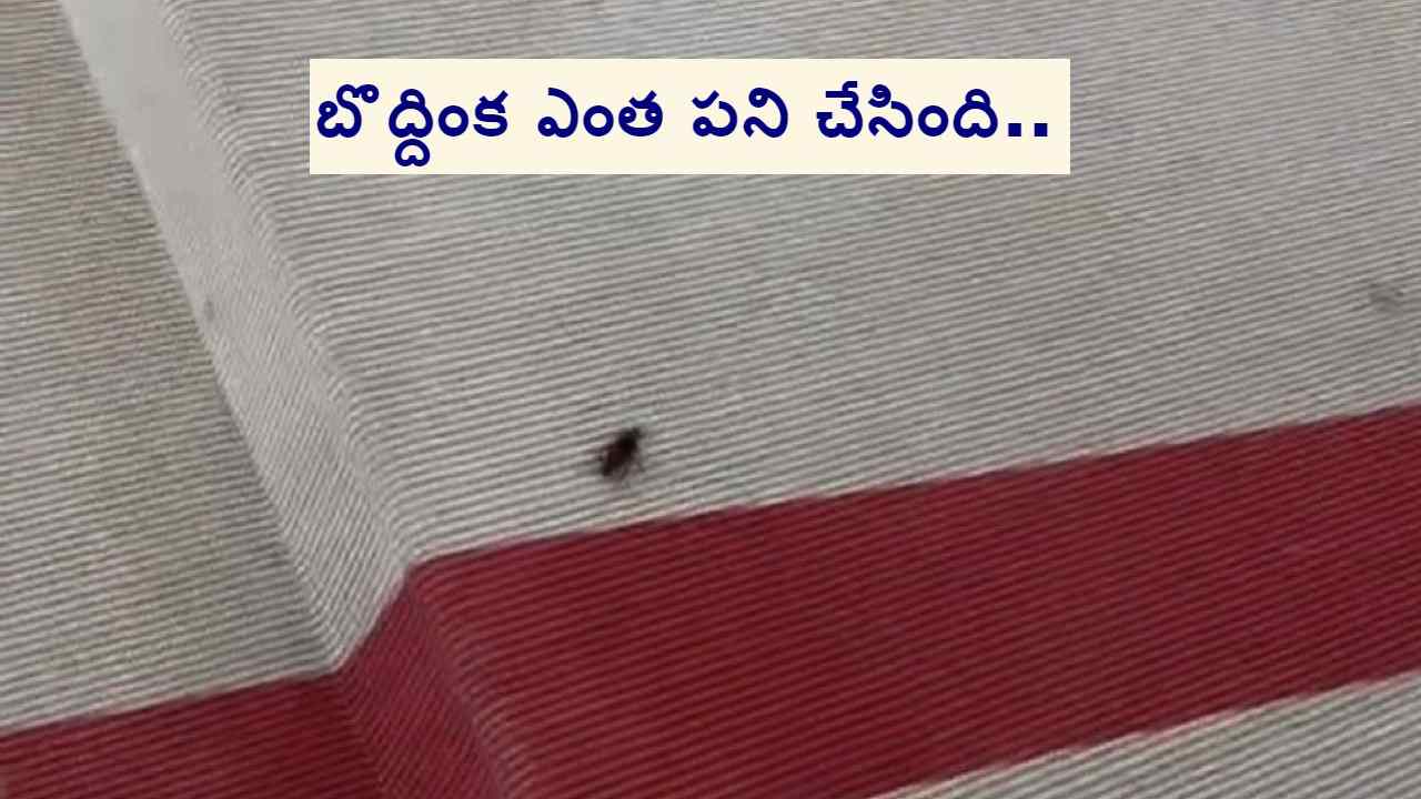 Met Gala 2023: ప్రపంచ ప్రసిద్ధ తారల కోసం వేసిన రెడ్ కార్పెట్పై నడుచుకుంటూ వెళ్లిన బొద్దింక Met Gala 2023: ప్రపంచ ప్రసిద్ధ తారల కోసం వేసిన రెడ్ కార్పెట్పై నడుచుకుంటూ వెళ్లిన బొద్దింక