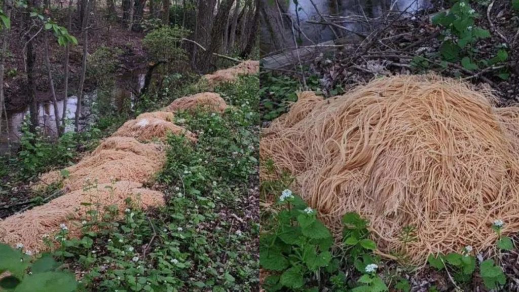  220 Kg Of Pasta in US Forest