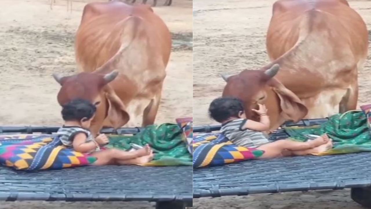 Cow comforting a child : పసిబిడ్డను ఓదారుస్తున్న ఆవు.. వైరల్ అవుతున్న క్యూట్ వీడియో Cow comforting a child : పసిబిడ్డను ఓదారుస్తున్న ఆవు.. వైరల్ అవుతున్న క్యూట్ వీడియో