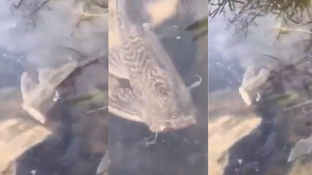 Headless Fish