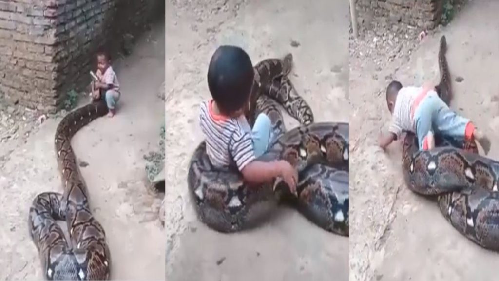 Boy with a python