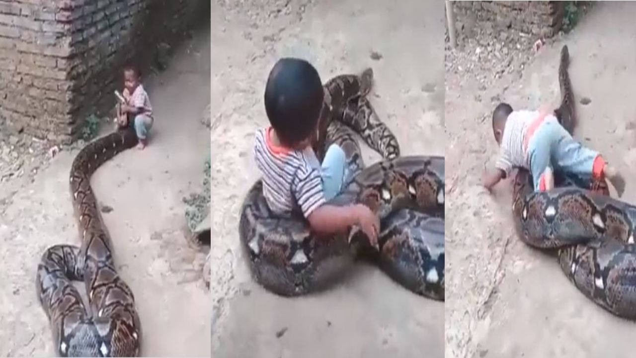 Boy playing with a python : కొండచిలువతో ఆడుకుంటున్న పసివాడు.. పేరెంట్స్ని తిట్టిపోస్తున్న జనం Boy playing with a python : కొండచిలువతో ఆడుకుంటున్న పసివాడు.. పేరెంట్స్ని తిట్టిపోస్తున్న జనం